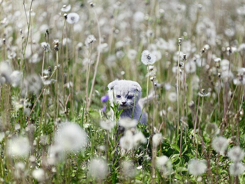 Gray Kitten in Dandelions