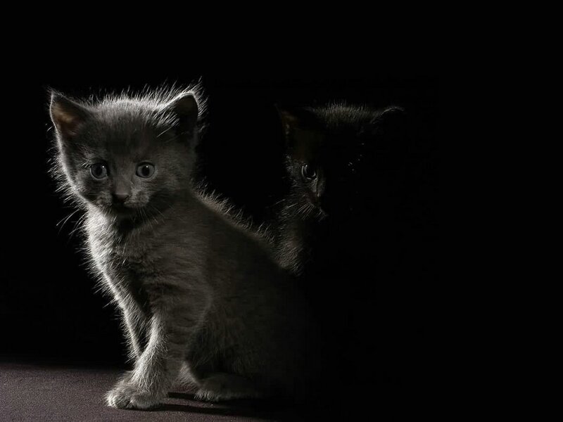 Gray Kitten in Dark — Black