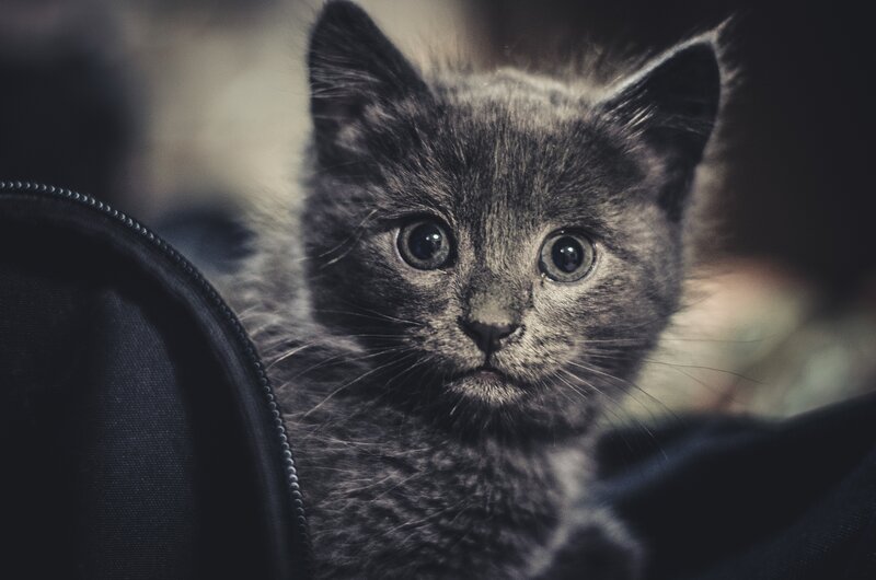 Gray Kitten in Dark Fabric
