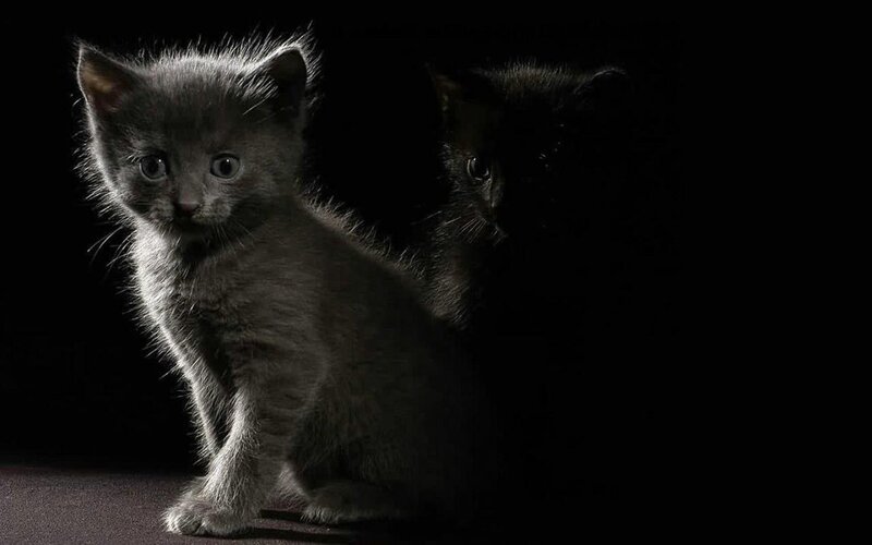 Gray Kitten in Dark