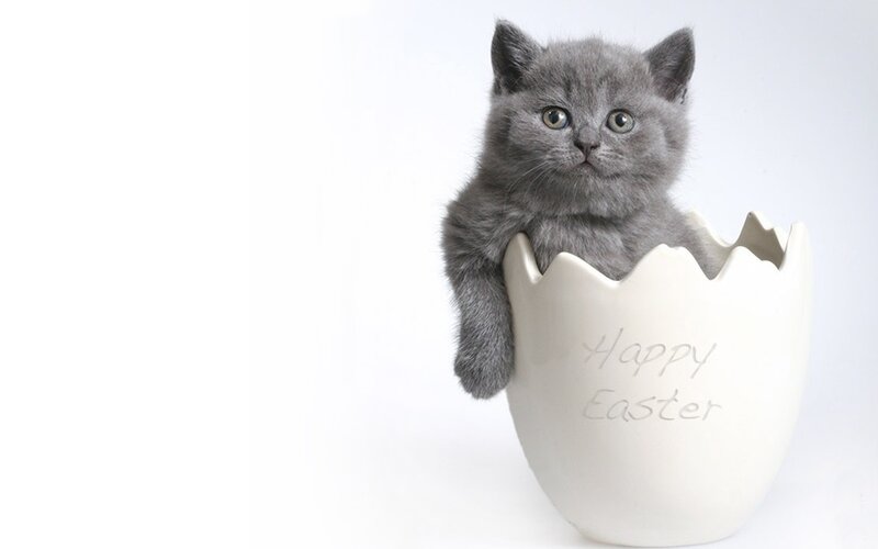 Gray Kitten in Egg — Cute