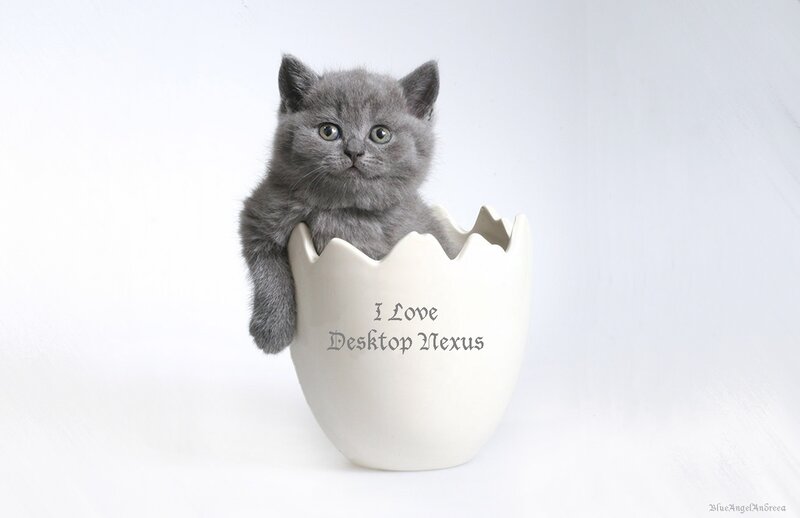 Gray Kitten in Egg