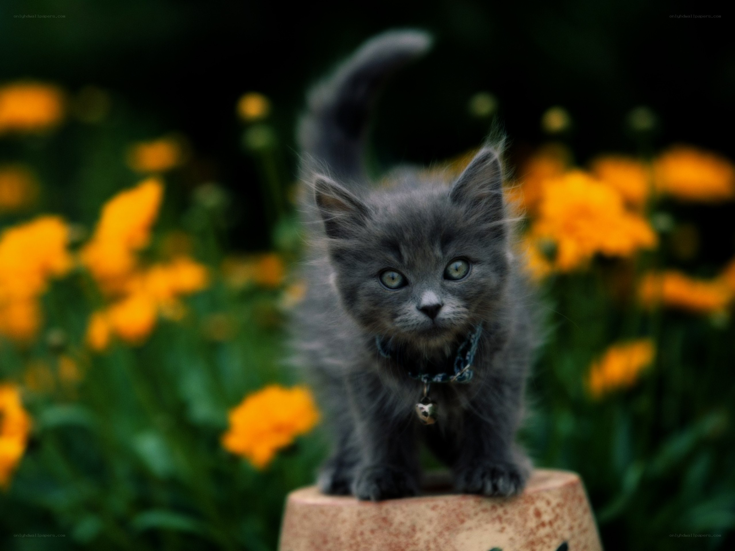 gray kitten in flower garden