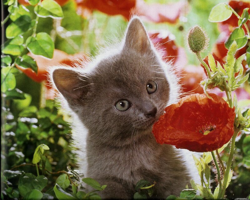 Gray Kitten in Flowers — Calm