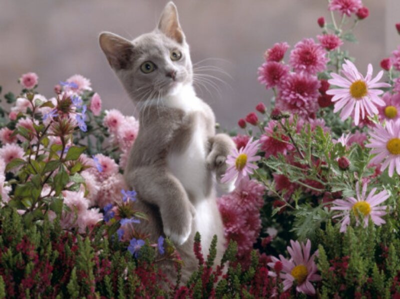 Gray Kitten in Flowers — Pink