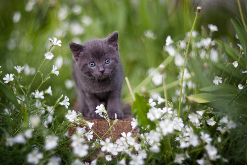 Gray Kitten in Flowers — Serene