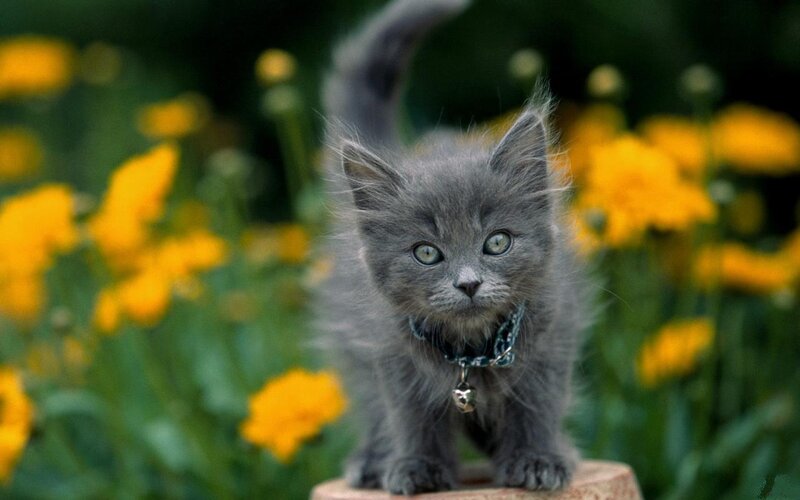 Gray Kitten in Flowers