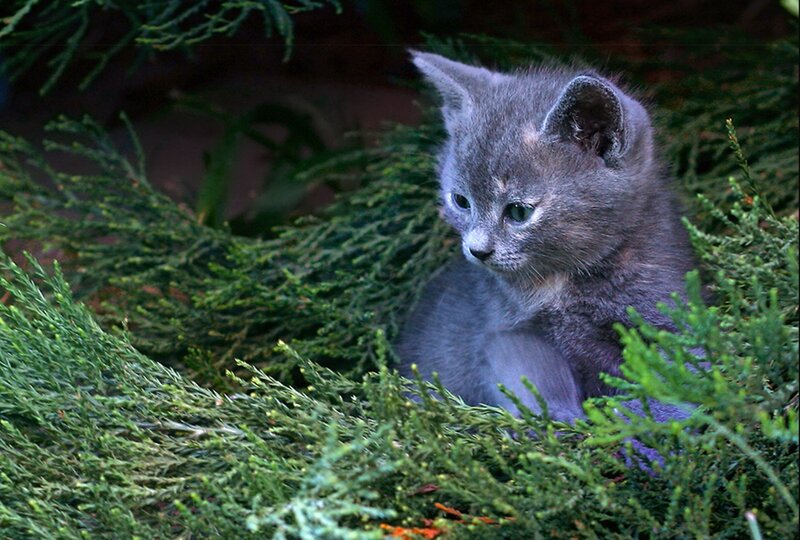 Gray Kitten in Foliage