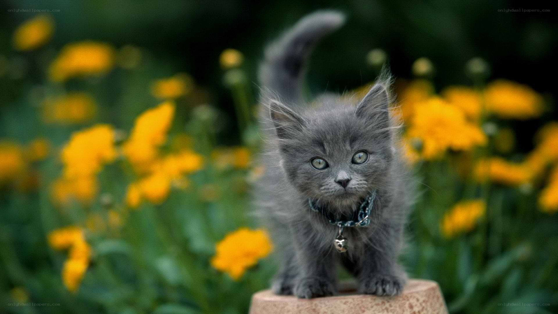 gray kitten in garden