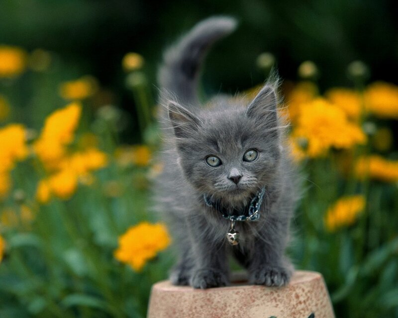 gray kitten in garden