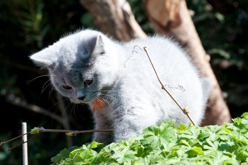 Gray Kitten in Garden — Calm