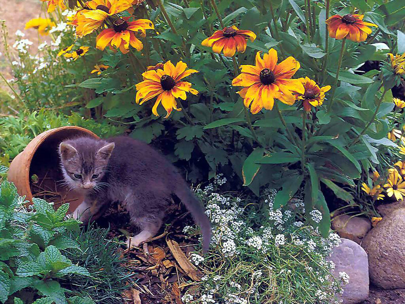 Gray Kitten in Garden — Green