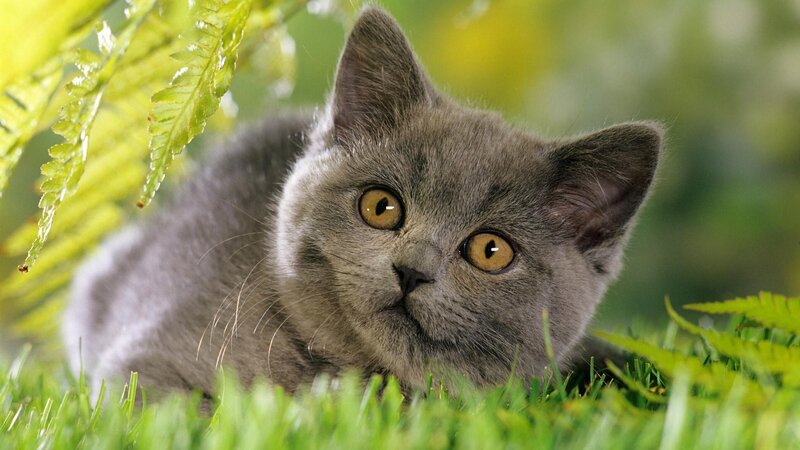 gray kitten in grass