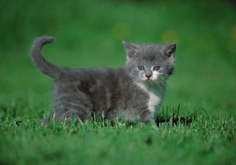gray kitten in grass