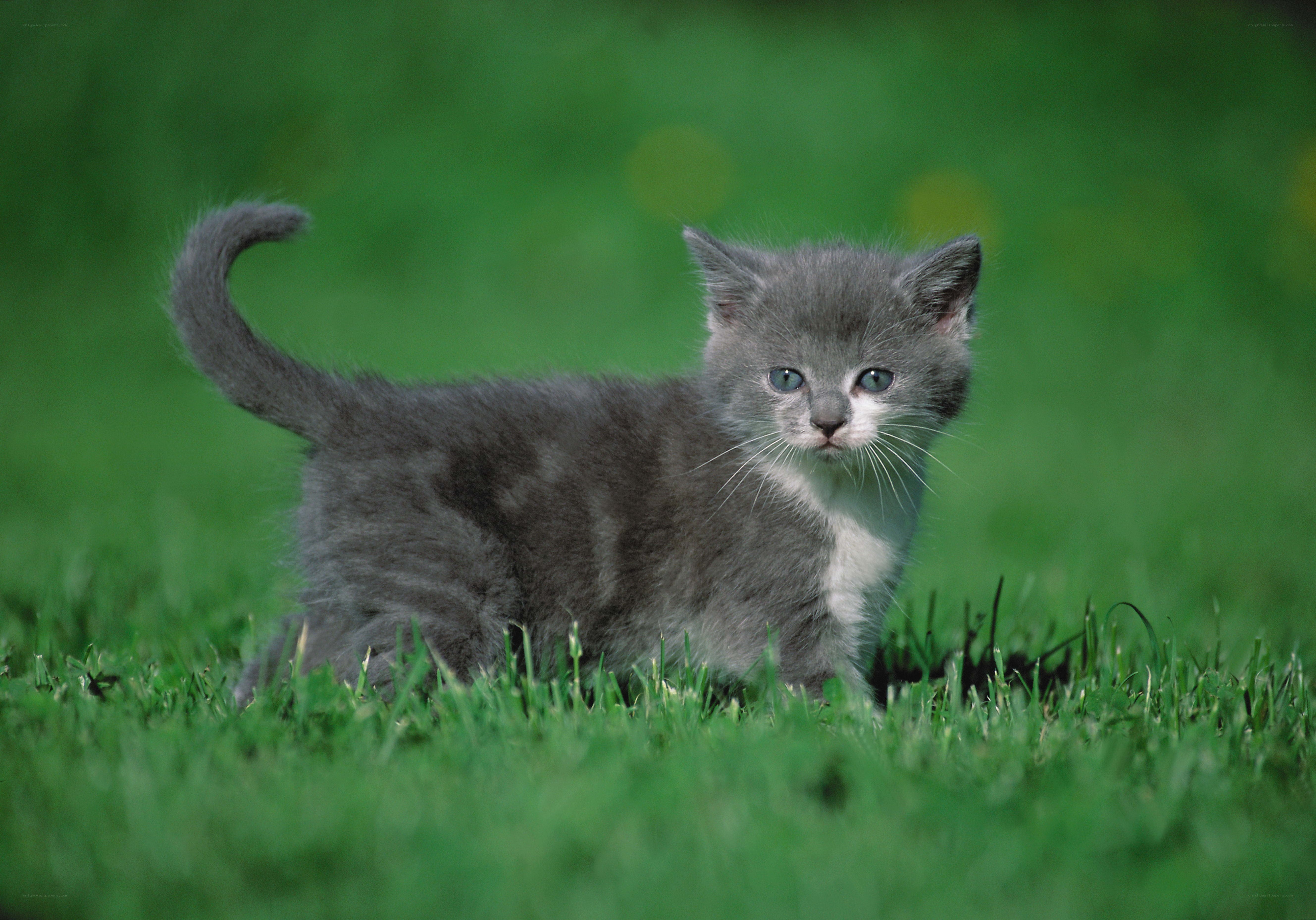 gray kitten in grass