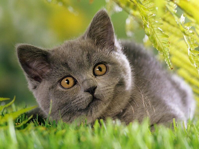 gray kitten in grass