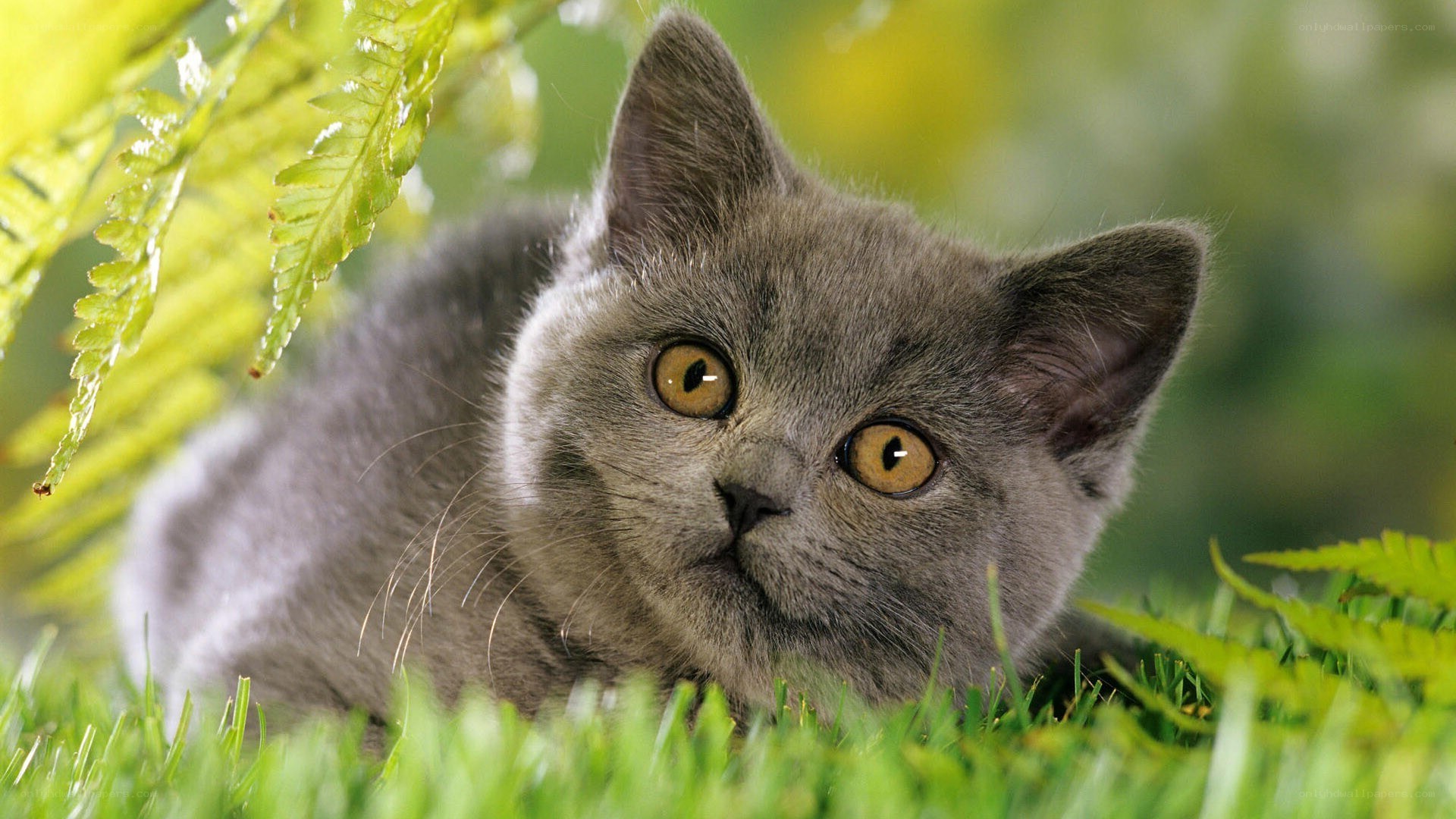 gray kitten in grass