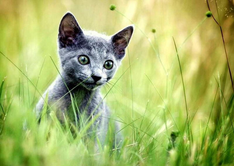 Gray Kitten in Grass — Calm, Afternoon, Photograph, Green Eyes