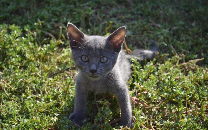 Gray Kitten in Grass — Calm, Afternoon, Photograph
