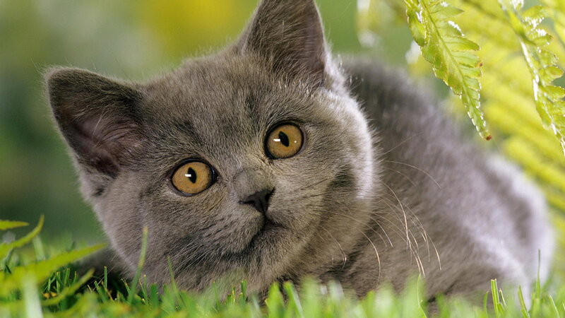 Gray Kitten in Grass — Calm, Afternoon