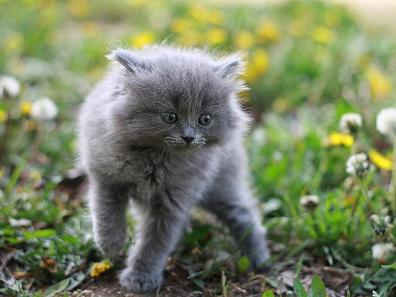 Gray Kitten in Grass — Calm