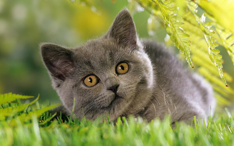 Gray Kitten in Grass — Fern