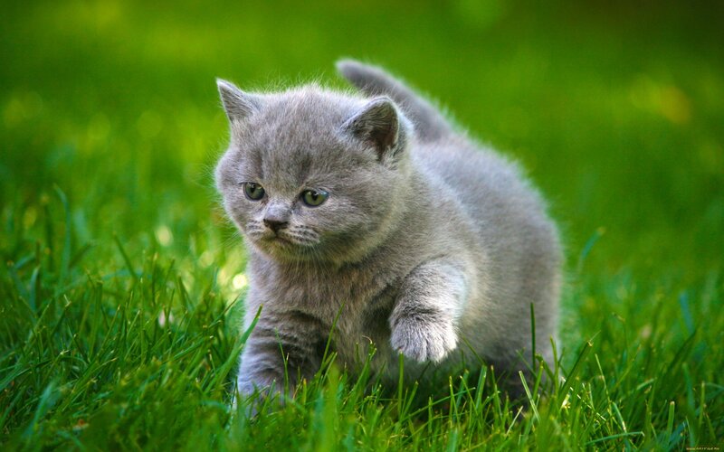 Gray Kitten in Grass — Green, Afternoon