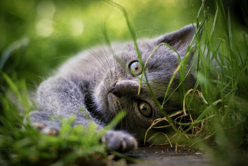 Gray Kitten in Grass — Green, Calm, Afternoon, Photograph, Paw