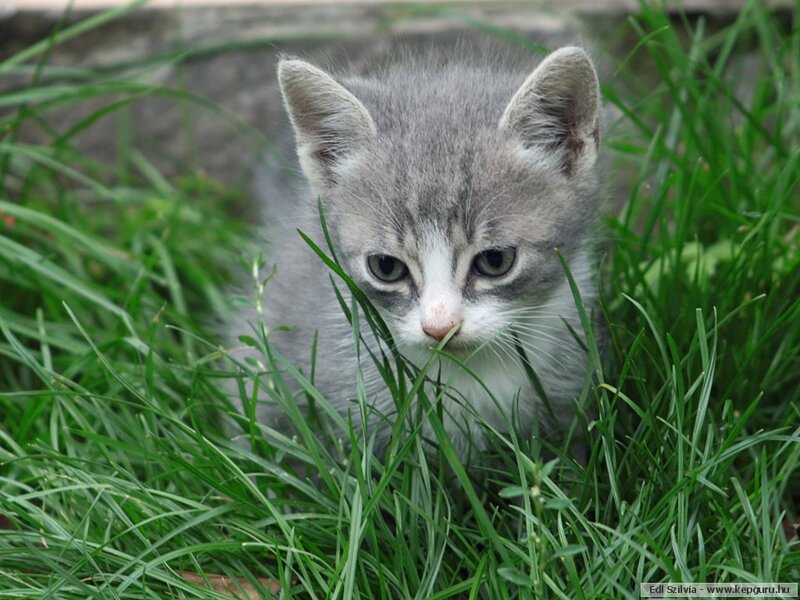 Gray Kitten in Grass — Green, Calm, Photograph
