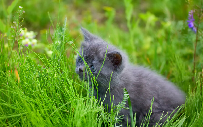 Gray Kitten in Grass — Green, Calm, Spring, Photograph