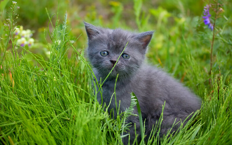 Gray Kitten in Grass — Green, Calm, Spring
