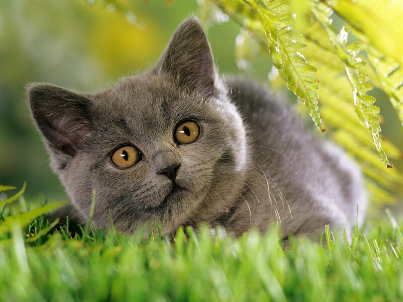 Gray Kitten in Grass — Green, Calm