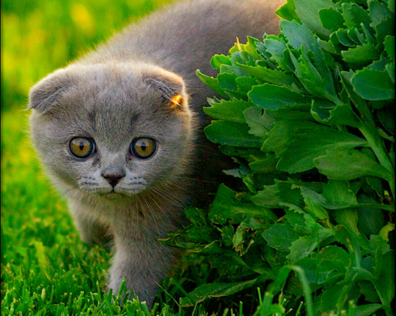 Gray Kitten in Grass — Green, Curious