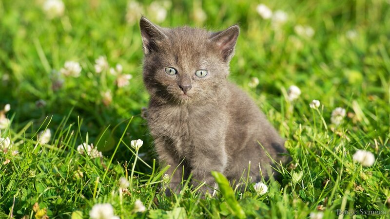 Gray Kitten in Grass — Green, Serene