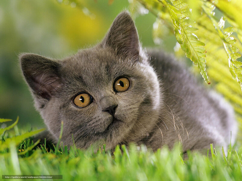 gray kitten in grass