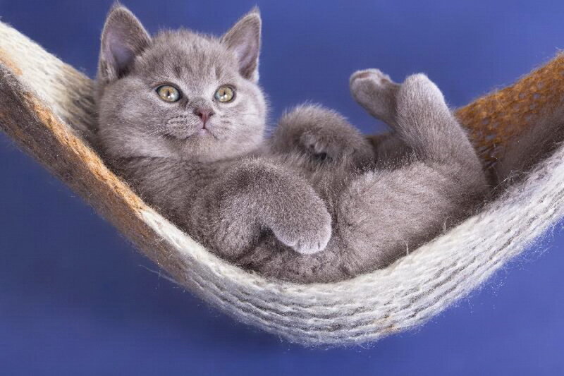 Gray Kitten in Hammock — Calm