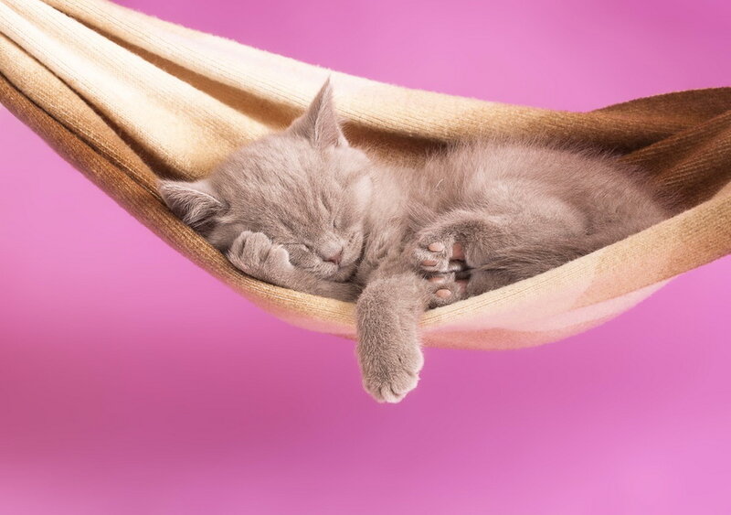 Gray Kitten in Hammock