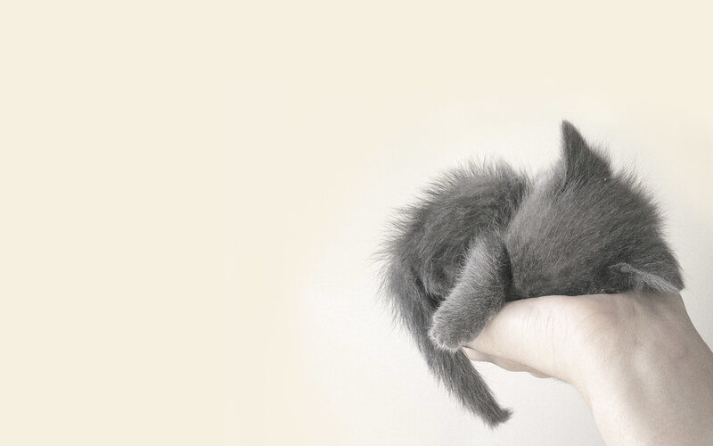 Gray Kitten in Hand