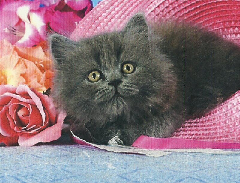 Gray Kitten in Hat — Calm