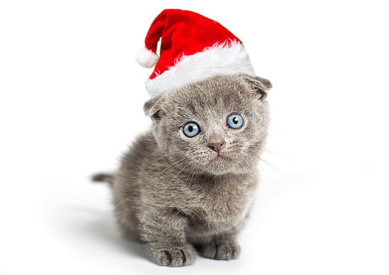 Gray Kitten in Hat — Innocent, Photograph, Santa Hat