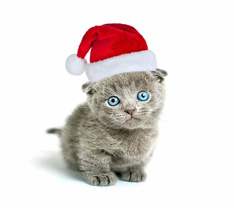 Gray Kitten in Hat — Innocent, Photograph