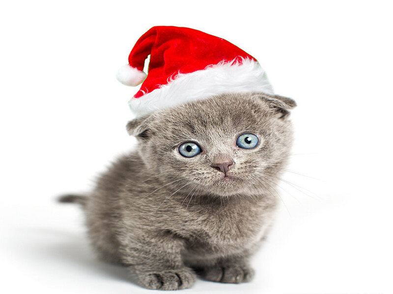 Gray Kitten in Hat — Innocent