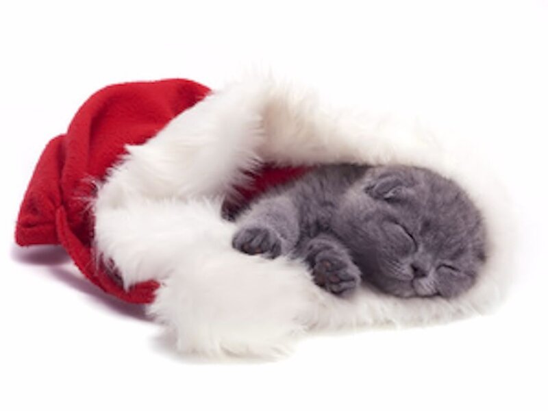 Gray Kitten in Hat — Peaceful, Photograph