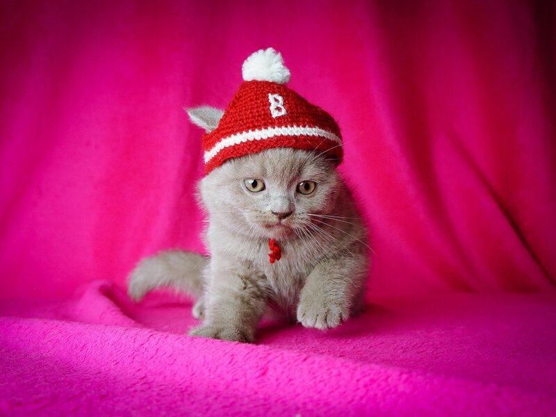 Gray Kitten in Hat — Pink, Calm