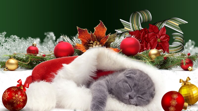 Gray Kitten in Hat — Red