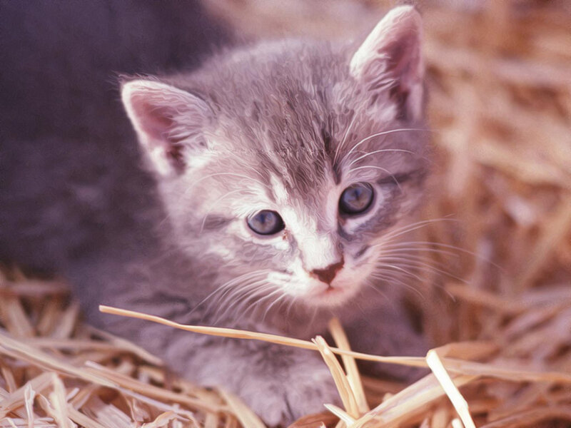 Gray Kitten in Hay