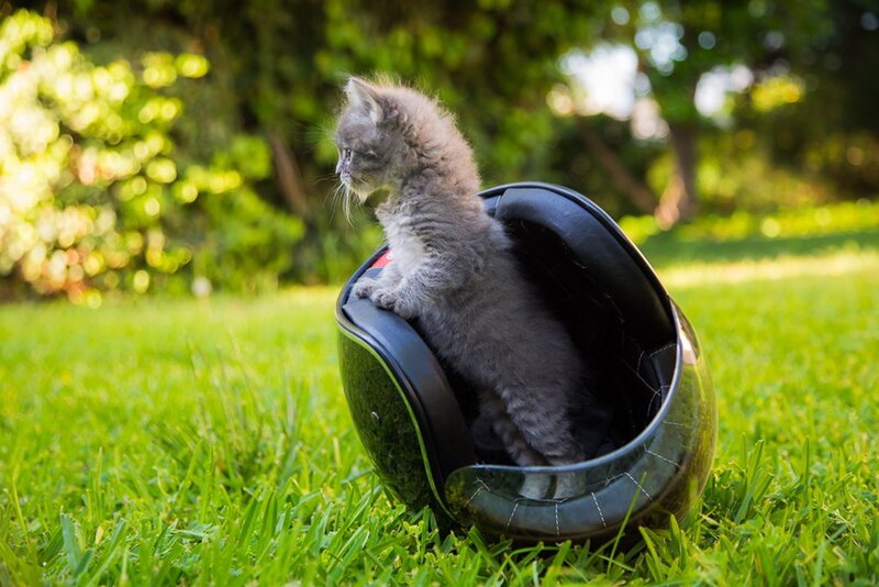 Gray Kitten in Helmet