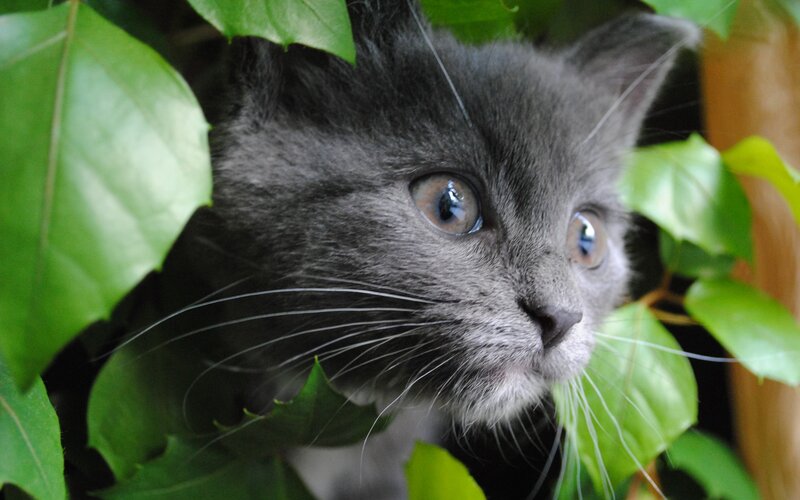 Gray Kitten in Leaves