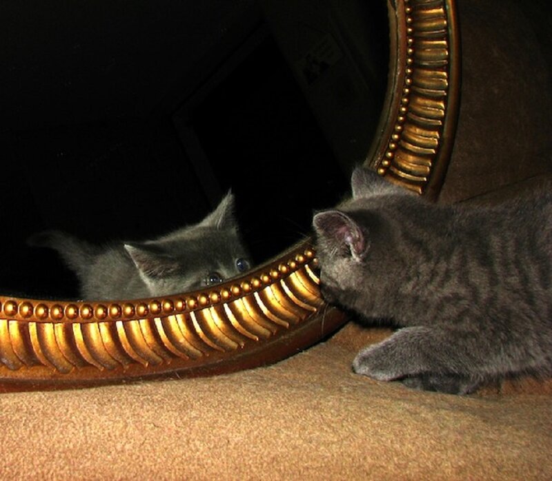 Gray Kitten in Mirror