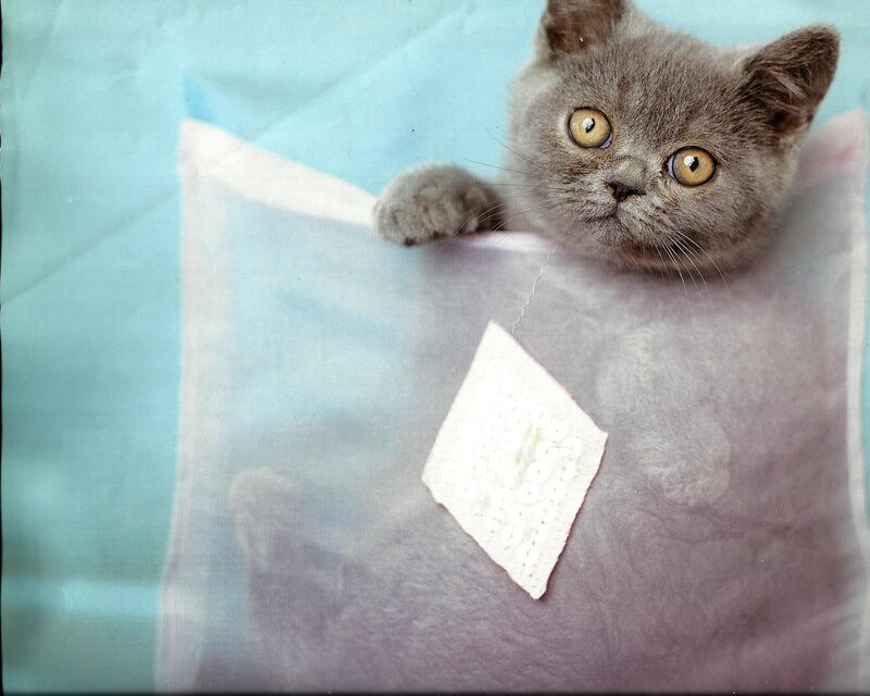 Gray Kitten in Pillow